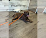 Small #41 American Staffordshire Terrier-Boxer Mix