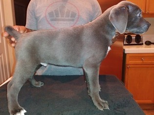 Cane Corso Puppy for sale in LAKE ELSINORE, CA, USA