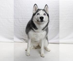 Siberian Husky Dogs for adoption in Burbank, CA, USA