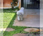 Small #16 Bichon Frise