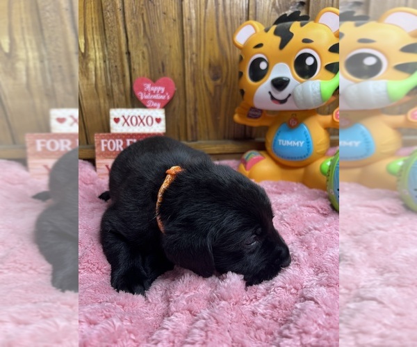 Medium Photo #2 Labrador Retriever Puppy For Sale in NEOLA, WV, USA