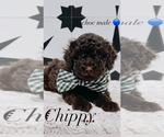 Puppy 1 Goldendoodle (Miniature)