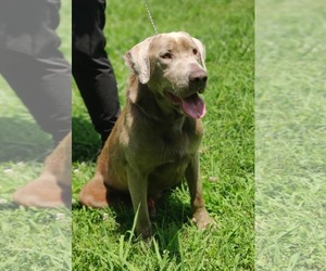 Labrador Retriever Dogs for adoption in Royal Palm Beach, FL, USA