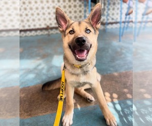 German Shepherd Dog-Unknown Mix Dogs for adoption in Tampa, FL, USA