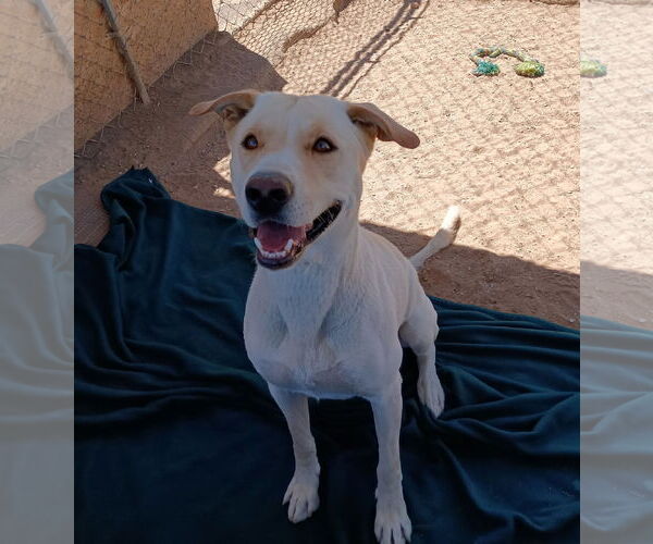 Medium Photo #4 Mutt Puppy For Sale in Apple Valley, CA, USA