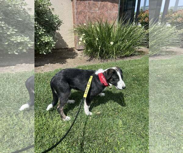 Medium Photo #4 Border Collie-Unknown Mix Puppy For Sale in Paso Robles, CA, USA