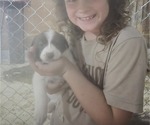 Small Photo #15 Border Collie Puppy For Sale in LEBANON, MO, USA