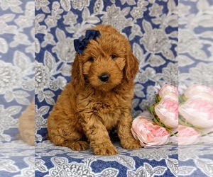 Goldendoodle (Miniature) Puppy for sale in QUARRYVILLE, PA, USA