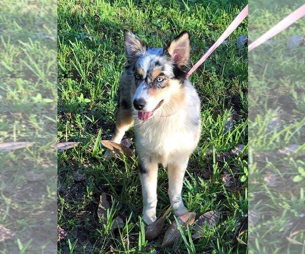 Medium Photo #3 Australian Shepherd Puppy For Sale in JACKSONVILLE, FL, USA
