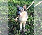 Small Photo #3 Australian Shepherd Puppy For Sale in JACKSONVILLE, FL, USA