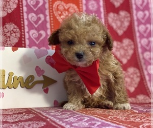 Cavapoo Puppy for sale in LANCASTER, PA, USA