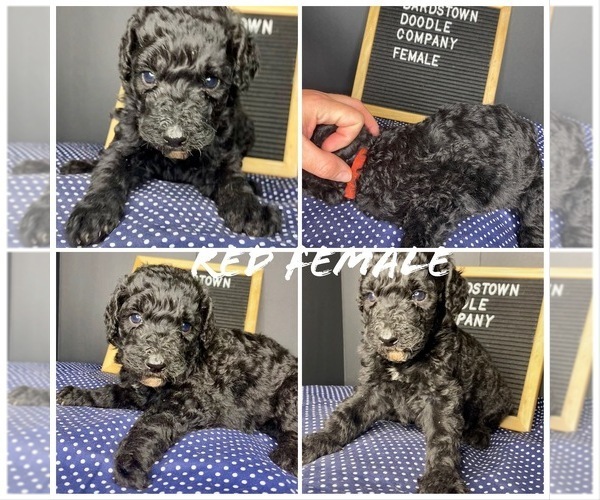 Medium Photo #8 Sheepadoodle Puppy For Sale in BARDSTOWN, KY, USA