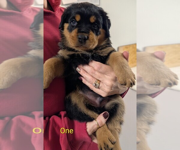 Medium Photo #6 Rottweiler Puppy For Sale in CANDIA, NH, USA