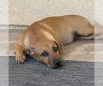 Small Photo #4 Chihuahua-Unknown Mix Puppy For Sale in San Diego, CA, USA