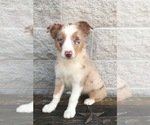 Small Photo #28 Australian Shepherd Puppy For Sale in ARBA, IN, USA