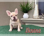 Small #9 French Bulldog