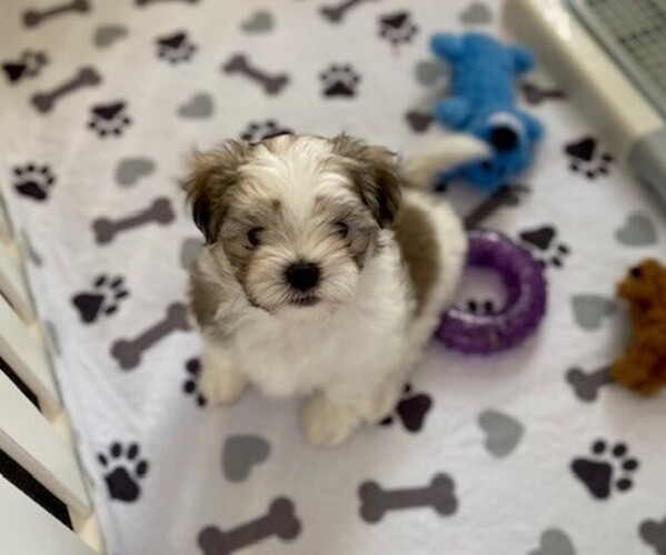 Medium Photo #2 Mal-Shi Puppy For Sale in VALRICO, FL, USA