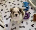 Small Photo #2 Mal-Shi Puppy For Sale in VALRICO, FL, USA