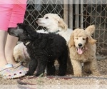 Small Photo #28 Poodle (Standard) Puppy For Sale in GARWOOD, TX, USA
