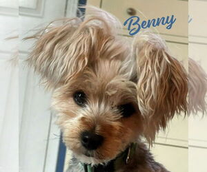 Poodle (Miniature)-Unknown Mix Dogs for adoption in HOUSTON, TX, USA
