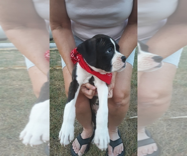 Medium Photo #4 Boxer Puppy For Sale in DILLSBORO, IN, USA