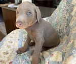 Small Photo #7 Doberman Pinscher Puppy For Sale in BRISTOL, CT, USA