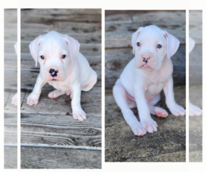 Boxer Puppy for Sale in NEWBERG, Oregon USA