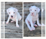 Image preview for Ad Listing. Nickname: Litter of 4