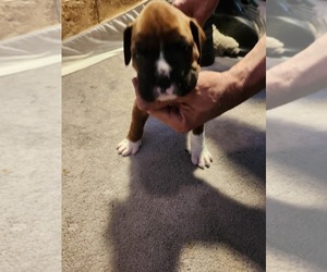 Boxer Puppy for sale in NEW BERLIN, WI, USA