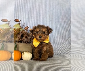 YorkiePoo Puppy for sale in LINCOLN UNIVERSITY, PA, USA