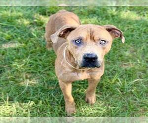 American Pit Bull Terrier-Unknown Mix Dogs for adoption in Conroe, TX, USA