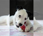 Small Photo #6 Mutt Puppy For Sale in Princeton, MN, USA