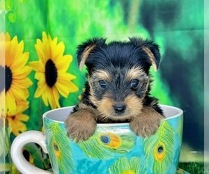 Yorkshire Terrier Puppy for sale in CASSVILLE, MO, USA