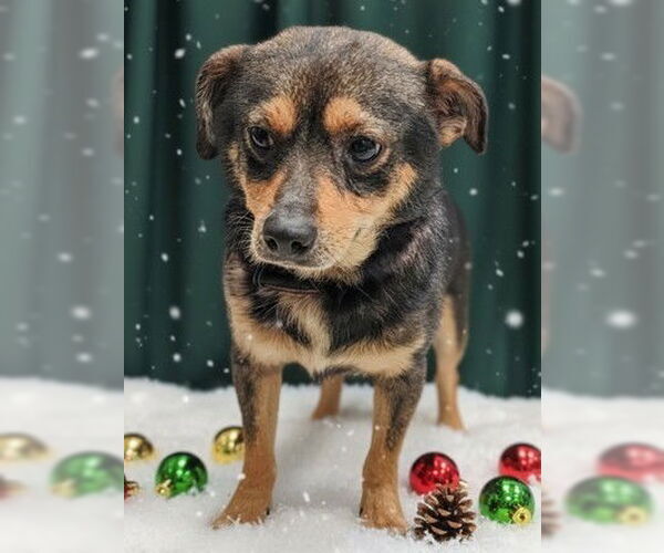 Medium Photo #2 Mutt Puppy For Sale in Newfoundland, PA, USA