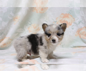 Pembroke Welsh Corgi Puppy for sale in SHILOH, OH, USA