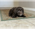 Small #2 Poovanese