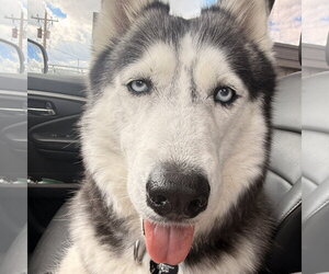 Siberian Husky Dogs for adoption in Fargo, ND, USA