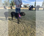 Small #4 Mutt