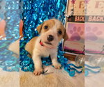 Small #1 Mutt