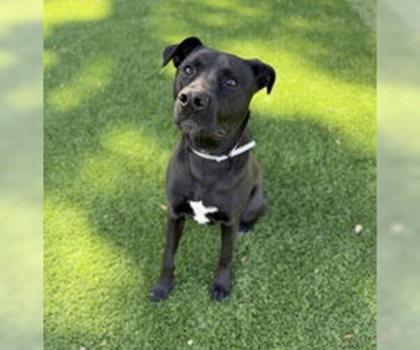 Medium Photo #1 American Pit Bull Terrier Puppy For Sale in Salinas, CA, USA