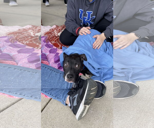 Medium Photo #5 American Staffordshire Terrier-Labrador Retriever Mix Puppy For Sale in Holly Springs, NC, USA