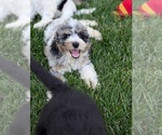 Small Photo #34 Bernedoodle-Golden Mountain Dog Mix Puppy For Sale in DAVIS, CA, USA