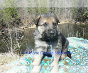 German Shepherd Dog Puppy for Sale in PIEDMONT, Missouri USA