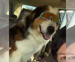 Small #6 Great Pyrenees-Saint Bernard Mix