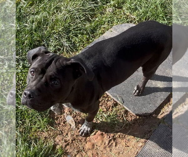Medium Photo #4 American Pit Bull Terrier-Unknown Mix Puppy For Sale in Sistersville, WV, USA
