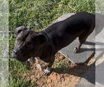Small #3 American Pit Bull Terrier Mix
