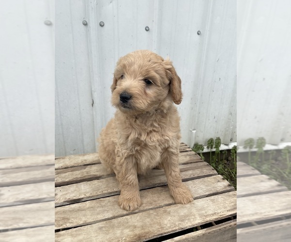 Medium Photo #4 Goldendoodle (Miniature) Puppy For Sale in GOSHEN, IN, USA