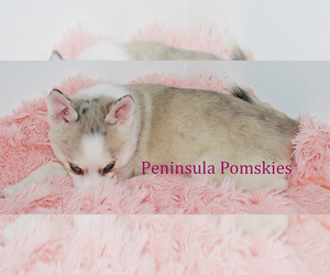 Pomsky Puppy for sale in SEQUIM, WA, USA