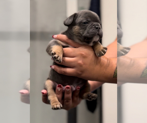 French Bulldog Puppy for sale in MUSTANG, OK, USA