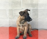 Small Photo #8 Belgian Malinois Puppy For Sale in VACAVILLE, CA, USA
